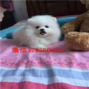 铜陵出售纯种博美犬黄色博美出售博美价格茶杯博美 白色博美