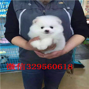 朝阳博美犬哪里有卖出售纯种博美犬俊介博美纯种球体博美价格