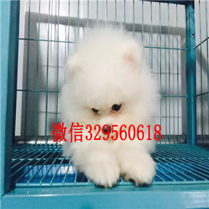 永川出售哈多利博美纯种博美幼犬俊介博美纯种