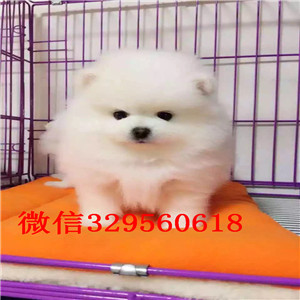 安康博美犬哪里有卖纯种博美幼犬茶杯博美犬大