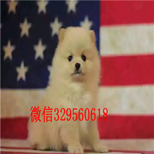 朝阳博美犬哪里有卖出售纯种博美犬俊介博美纯种球体博美价格