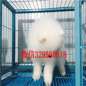 黑河出售纯种博美犬哈多利球体博美博美价格茶杯博美 白色博美