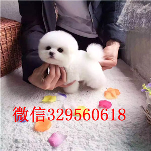 西城博美犬哪里有卖哈多利球体博美博美图片哪