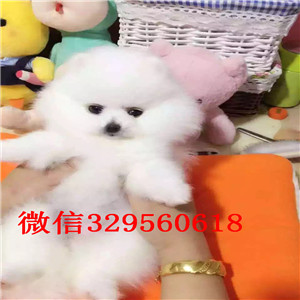 信阳出售哈多利博美出售纯种博美犬博美价格纯