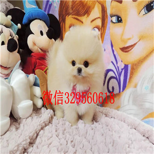 长寿博美犬哪里有卖纯种博美幼犬博美价格哪里