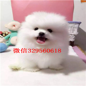 焦作哪里有卖纯种博美白色博美多少钱博美狗场