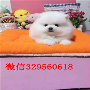 楚雄出售哈多利博美犬舍直销纯正博美犬俊介博