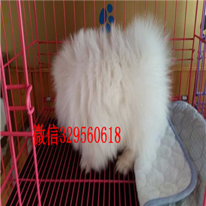 娄底博美犬哪里有卖出售纯种博美犬博美图片纯