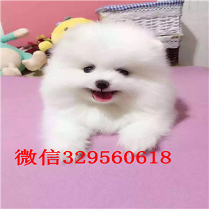 乐山哪里能买到纯种小体博美小体博美俊介多少