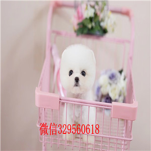 绥化哪里有卖纯种博美犬黄色博美幼犬出售长不