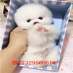 日照出售纯种博美犬出售俊介血系双血统小体博美犬白色哈体博美可爱