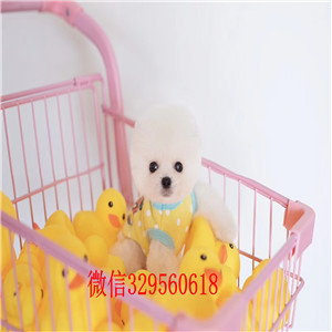 大连哪里有卖纯种博美犬哈多利球体博美犬俊介多少钱一只俊介哈多利小体博美犬