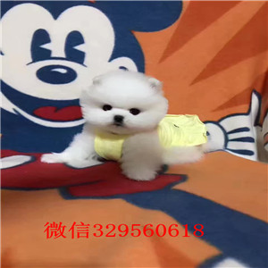 辽阳出售纯种博美犬出售俊介血系双血统长不大的茶杯博美犬纯种茶杯博美