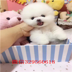 黔东南出售纯种博美犬白色博美多少钱一只小体博美犬纯种茶杯博美