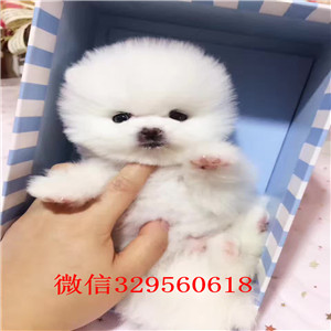 辽阳出售纯种博美犬出售俊介血系双血统长不大的茶杯博美犬纯种茶杯博美