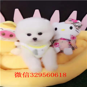 扬州出售纯种博美犬黄色博美幼犬出售哈多利球