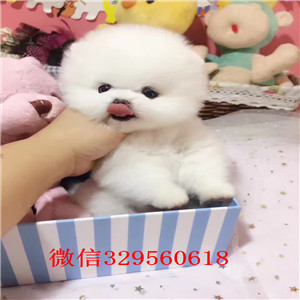 承德市哪里有卖纯种博美犬出售俊介血系双血统俊介多少钱一只白色哈体博美可爱