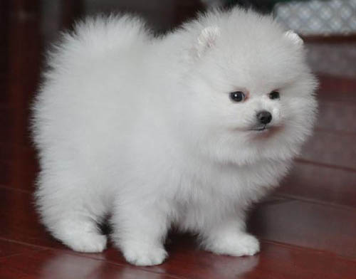 清远有没有卖狗的地方 清城区哪里有卖博美 博美市场价格