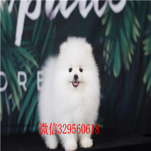 松原出售纯种博美犬黄色博美幼犬出售俊介多少钱一只纯种茶杯博美