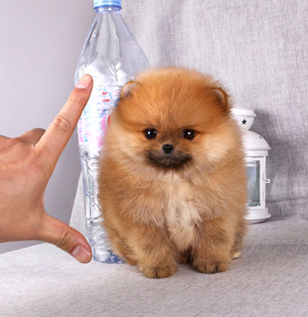 清远有没有卖狗的地方 清城区哪里有卖博美 博美市场价格