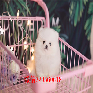 奉节出售纯种博美犬白色博美多少钱一只哈多利