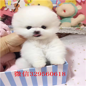 承德市哪里有卖纯种博美犬出售俊介血系双血统俊介多少钱一只白色哈体博美可爱