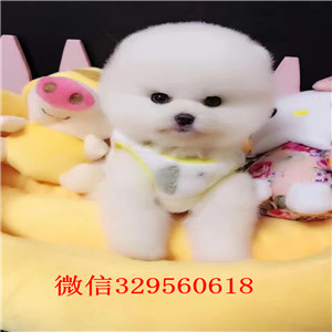 漳州出售纯种博美犬出售俊介血系双血统俊介多