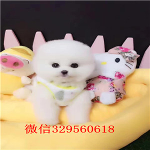 厦门出售精品博美幼犬长不大的茶杯博美多少钱哈多利球体博美俊介 体型小温顺乖巧哪里有宠物店卖博美