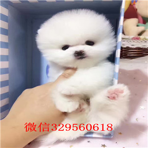 眉山哪里能买到纯种健康的博美黄色博美多少钱