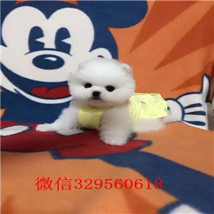 无锡出售精品博美幼犬长不大的茶杯博美多少钱