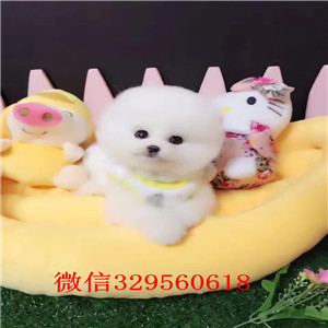 厦门出售精品博美幼犬长不大的茶杯博美多少钱哈多利球体博美俊介 体型小温顺乖巧哪里有宠物店卖博美