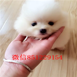 济南基地直销—可爱博美宝宝——女神萌宠