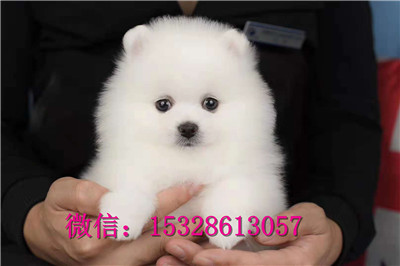 绥化哪里有卖博美犬双血统博美犬多少钱纯种博美犬图片博美犬舍