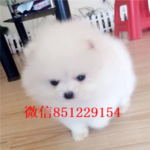 长沙哪里卖博美 【纯种迷你俊介】 健康保证