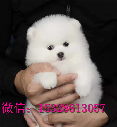 荆门哪里有博美俊介出售博美俊介多少钱健康博美犬幼犬图片博美繁殖基地