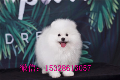 荆门哪里有博美俊介出售博美俊介多少钱健康博美犬幼犬图片博美繁殖基地