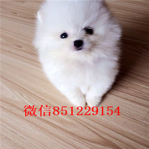 济南基地直销—可爱博美宝宝——女神萌宠