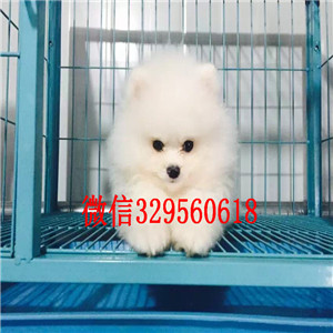 珠海哪里能买到纯种博美博美好养吗博美图片