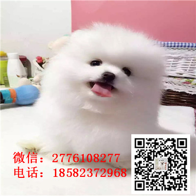 北京哪里有纯种健康的博美出售 博美幼犬繁殖