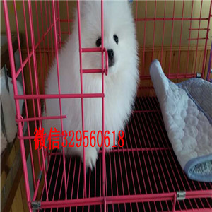 泰安哪里有卖博美犬哈多利球体博美博美价格