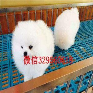 哈尔滨纯种哈多利博美犬纯种球体白色博美幼犬