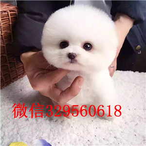 焦作哪里有卖博美犬博美好养吗博美犬舍