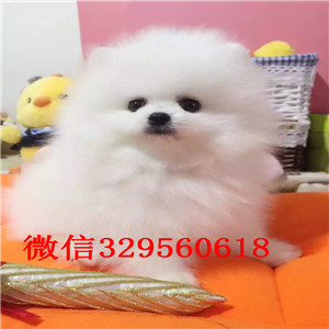 青岛哪里能买到博美犬哈多利球体博美犬博美图片 博美价格