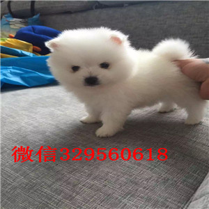 白山哪里有卖纯种博美犬长不大的小体博美博美