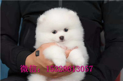 哈尔滨哪里可以买到纯种博美博美俊介多少钱纯种博美犬图片博美犬舍