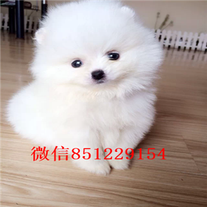 济南基地直销—可爱博美宝宝——女神萌宠