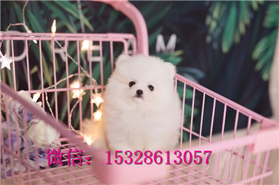 荆门哪里有博美俊介出售博美俊介多少钱健康博美犬幼犬图片博美繁殖基地