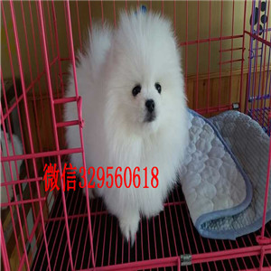 玉溪哪里有卖博美犬白色博美 黄色博美博美价