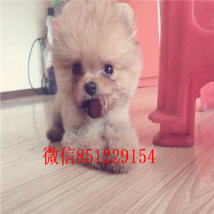 济南基地直销—可爱博美宝宝——女神萌宠