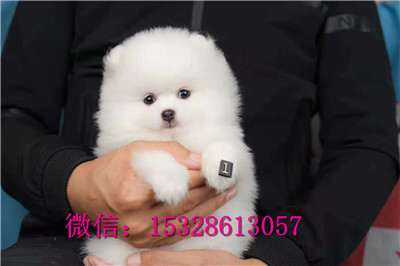 黔东南哪里有卖博美犬纯种博美犬多少钱健康博